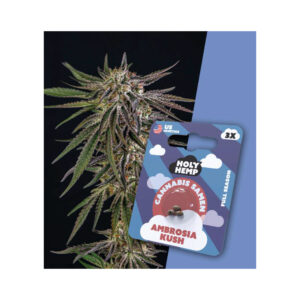 Holy Hemp Cannabis Seeds Ambrosia Kush