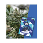 Holy Hemp Cannabis Seeds Blueberry Bubba