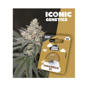 Holy Hemp Cannabis Seeds Caramello XL