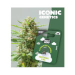 Holy Hemp Cannabis Seeds Critical XXL