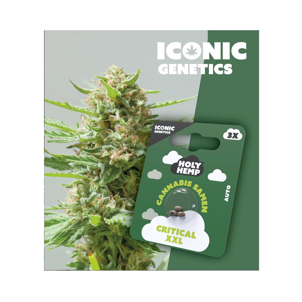 Holy Hemp Cannabis Seeds Critical XXL