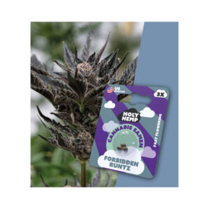 Holy Hemp Cannabis Seeds Forbidden Runtz