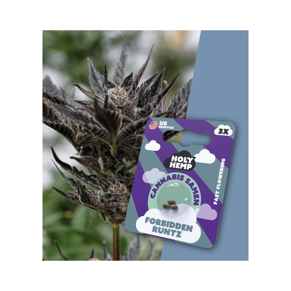Holy Hemp Cannabis Seeds Forbidden Runtz
