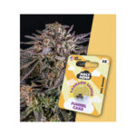 Holy Hemp Cannabis Seeds Funnel Cake