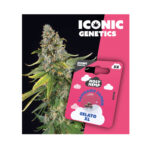 Holy Hemp Cannabis Seeds Gelato XL