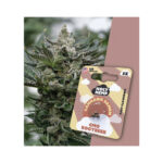 Holy Hemp Cannabis Seeds GMO Rootbeer
