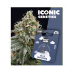 Holy Hemp Cannabis Seeds NL x Big Buds