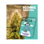 Holy Hemp Cannabis Seeds Northern Lights