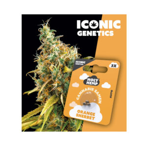 Holy Hemp Cannabis Seeds Orange Sherbet