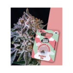 Holy Hemp Cannabis Seeds Pappy OG