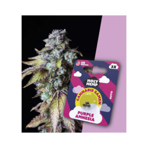 Holy Hemp Cannabis Seeds Lila Amnesie