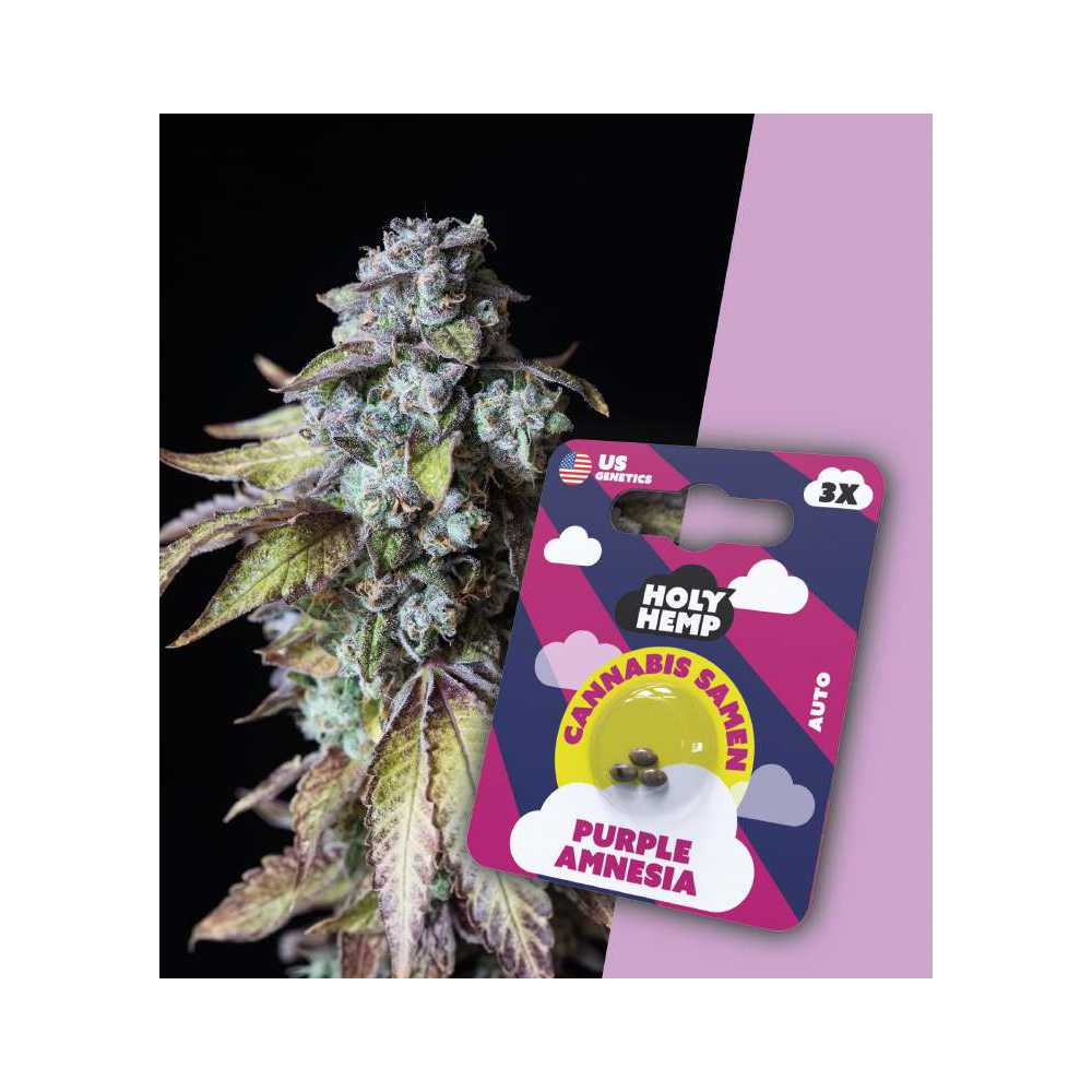 Holy Hemp Cannabis Seeds Lila Amnesie