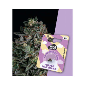 Holy Hemp Cannabis Seeds Lila Milchshake