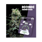 Holy Hemp Cannabis Seeds Runtz XL