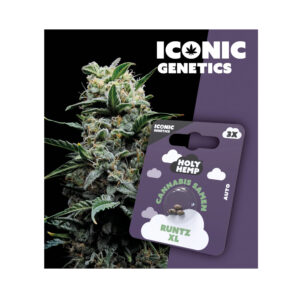 Holy Hemp Cannabis Seeds Runtz XL