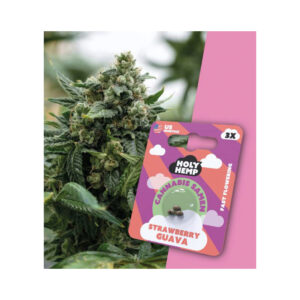Holy Hemp Cannabis Seeds Strawberry Guava