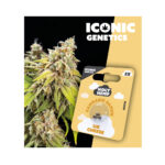 Holy Hemp Cannabis Seeds UK Cheese