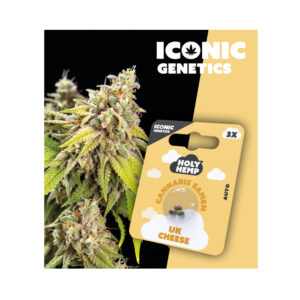 Holy Hemp Cannabis Seeds UK Cheese