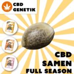 Hercules CBD Samen | Holy Hemp Feminisiert